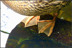 Swim boots Duck