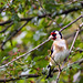 Goldfinch