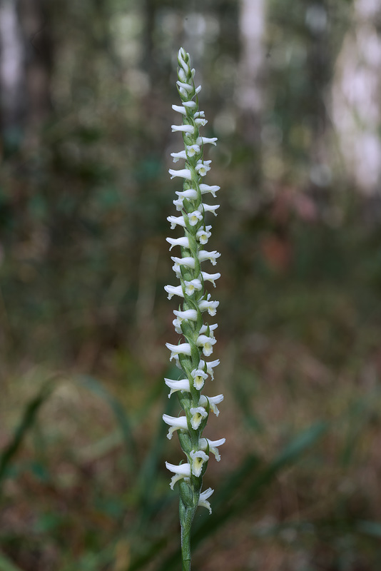 Spiranthes odorata (Fragrant Ladies'-tresses orchid)