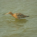 Godwit