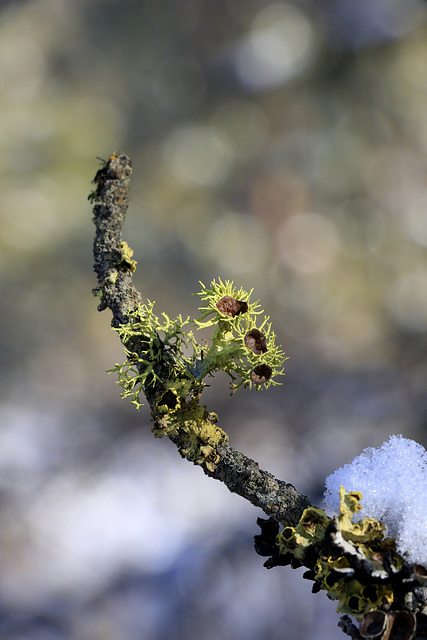 Winter Lichens