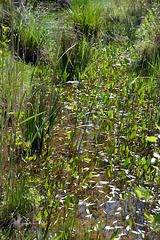 Frühlingserwachen m Sumpfgebiet