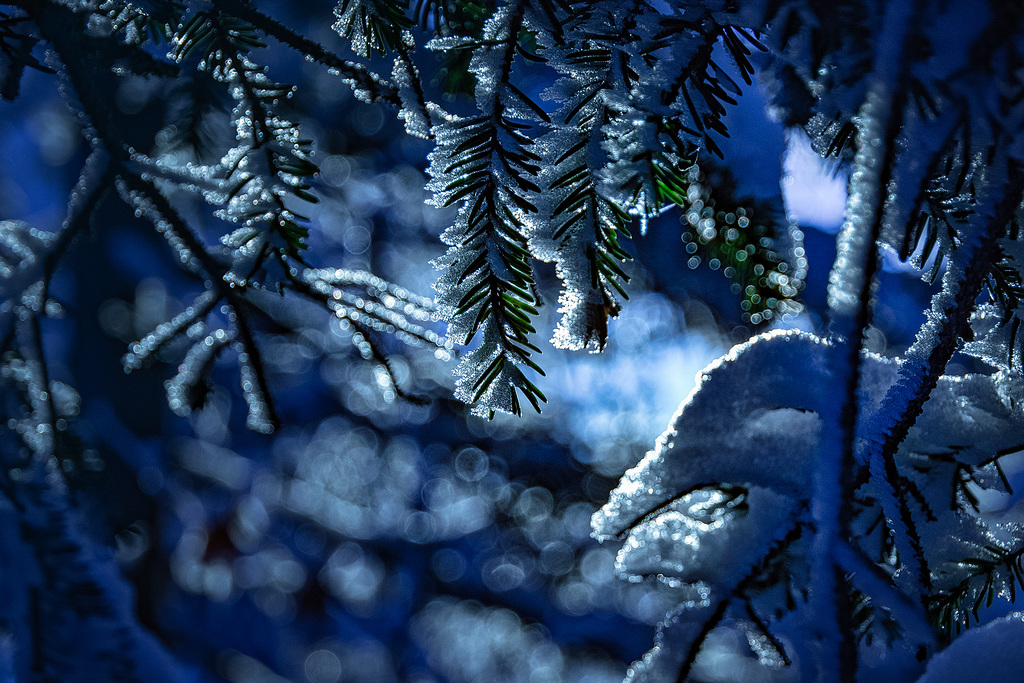 Winter Forest