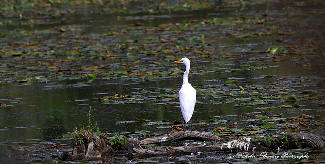 Grande aigrette