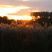 Abends auf dem Feld