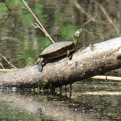 Painted turtle enjoying the sunshine