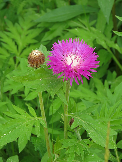 Rote Flockenblume (Centaurea dealbata 'Steenbergii')