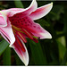MON JARDIN