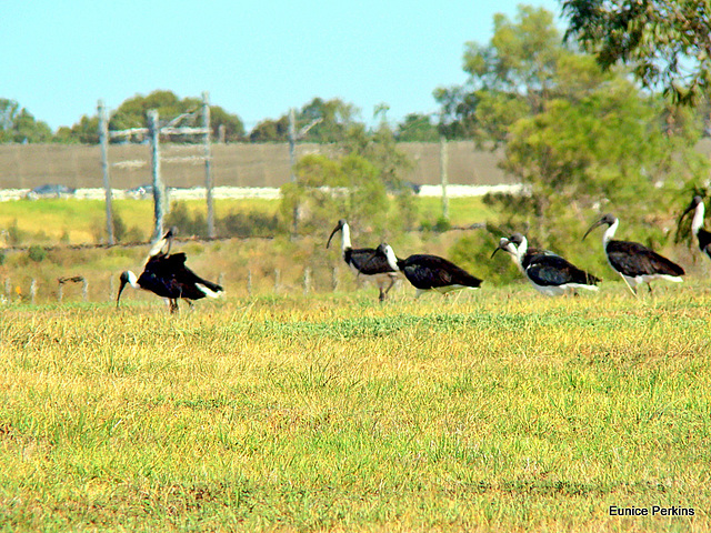 Ibis