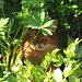 Caithlin in the bushes