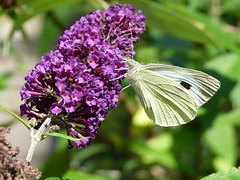 Kohlweißling am Sommerflieder (Schmetterlingsstrauch)