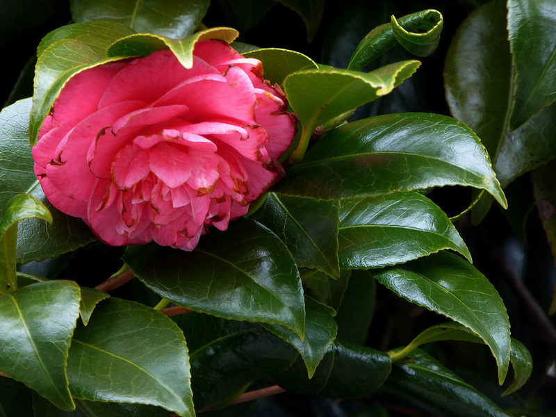 camelia