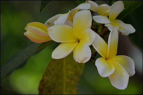 Plumeria