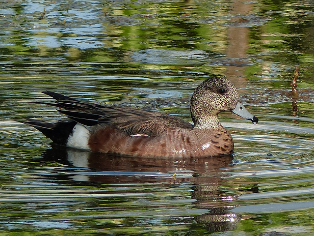 American Wigeon