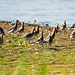 Godwits