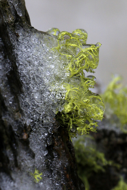 Winter Lichens