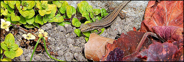 la balade du lézard,,