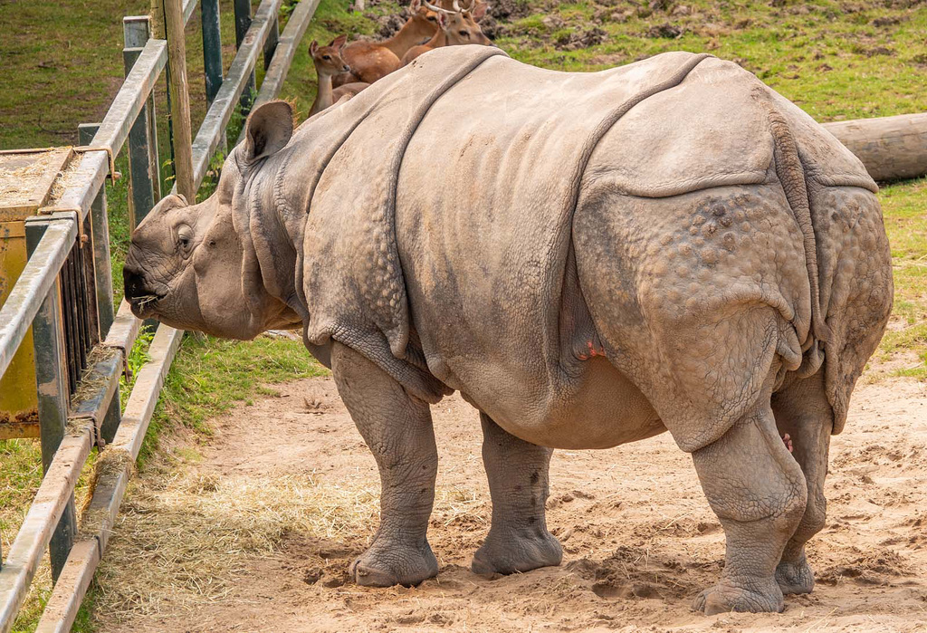 Rhino