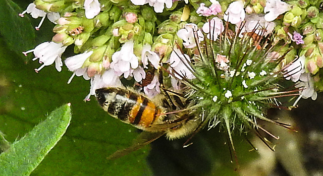 20230719 2380CPw [D~LIP] Dost (Origanum vulgare) Honigbiene, Bad Salzuflen