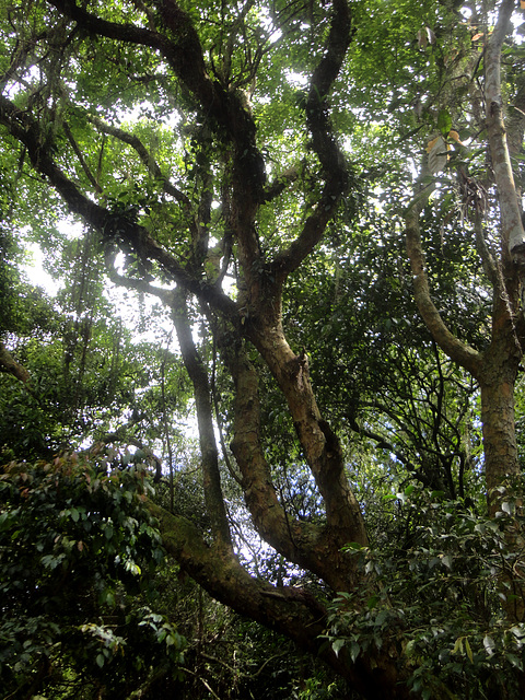 ipernity: DSC01435 - canelinha, canela-lageana Ocotea pulchella ...