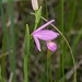 Pogonia ophioglossoides (Rose Pogonia orchid)