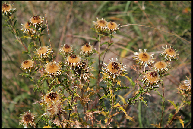 Carlina vulgaris (1)