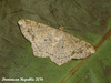 DR013 Psamatodes (or Macaria) abydata