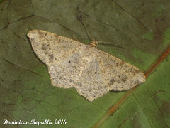 DR013 Psamatodes (or Macaria) abydata