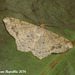 DR013 Psamatodes (or Macaria) abydata
