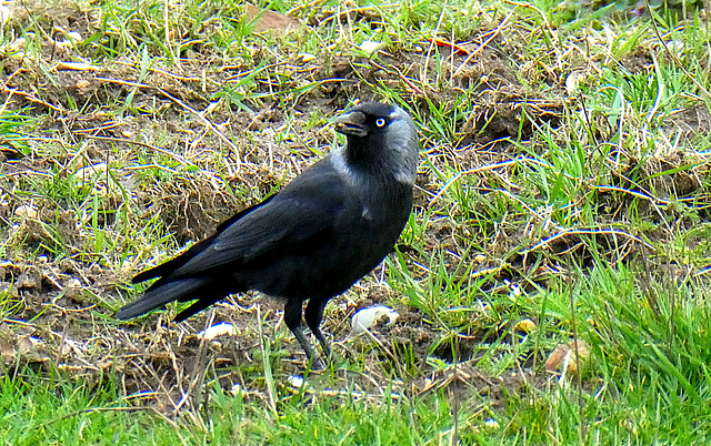 ipernity: Jackdaw... - by Frans Schols