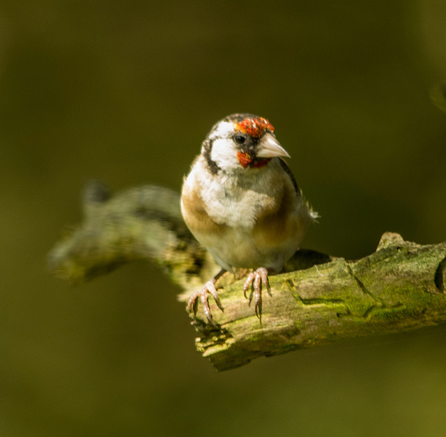 Goldfinch