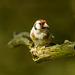Goldfinch