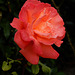 pour vous,,  une rose