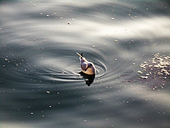 des ronds dans l'eau