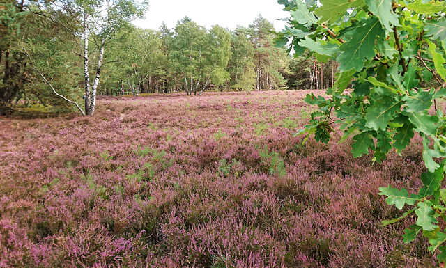 Fischbeker Heide, D 21149 Hamburg