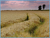 Some one in  Barley