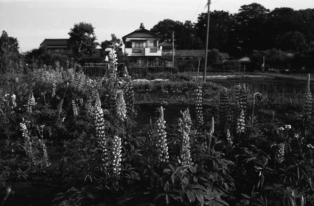 Flowers in the front yard