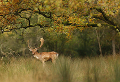 forêt d'Automne  (Seine & Marne).