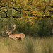 forêt d'Automne  (Seine & Marne).