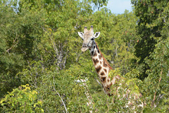 Zimbabwe, Hwange National Park, Giraffe in the Forest