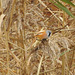 Bearded tit
