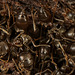 Die Ameisenkolonie ist heute noch etwas planlos :)) The ant colony is still a bit haphazard today :)) La colonie de fourmis est encore un peu aléatoire aujourd'hui :))