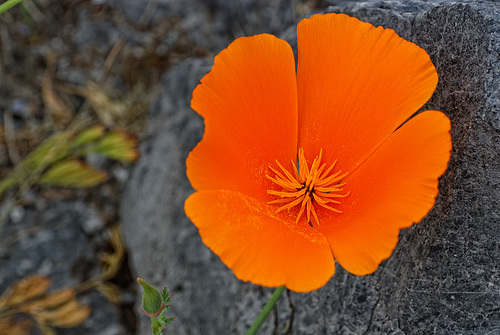 Orange Beauty