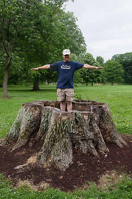 Big old tree