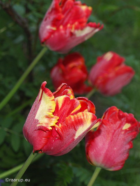 Late tulips blooming (Danish: Tulipan)