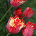 Late tulips blooming (Danish: Tulipan)