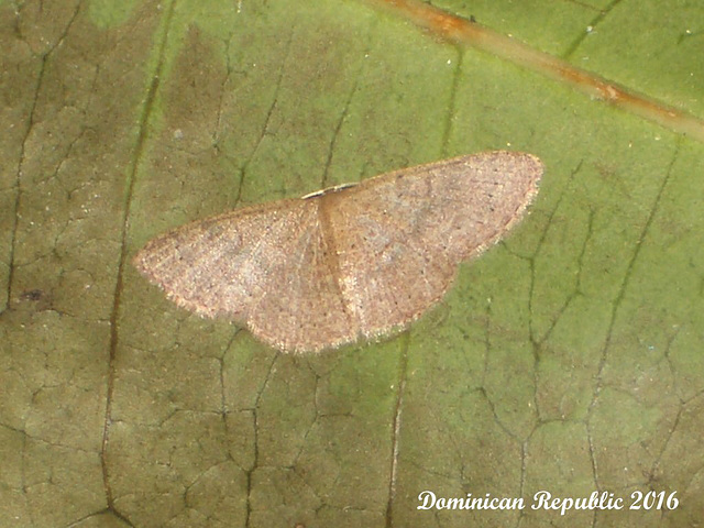 DR014 Scopula sp?