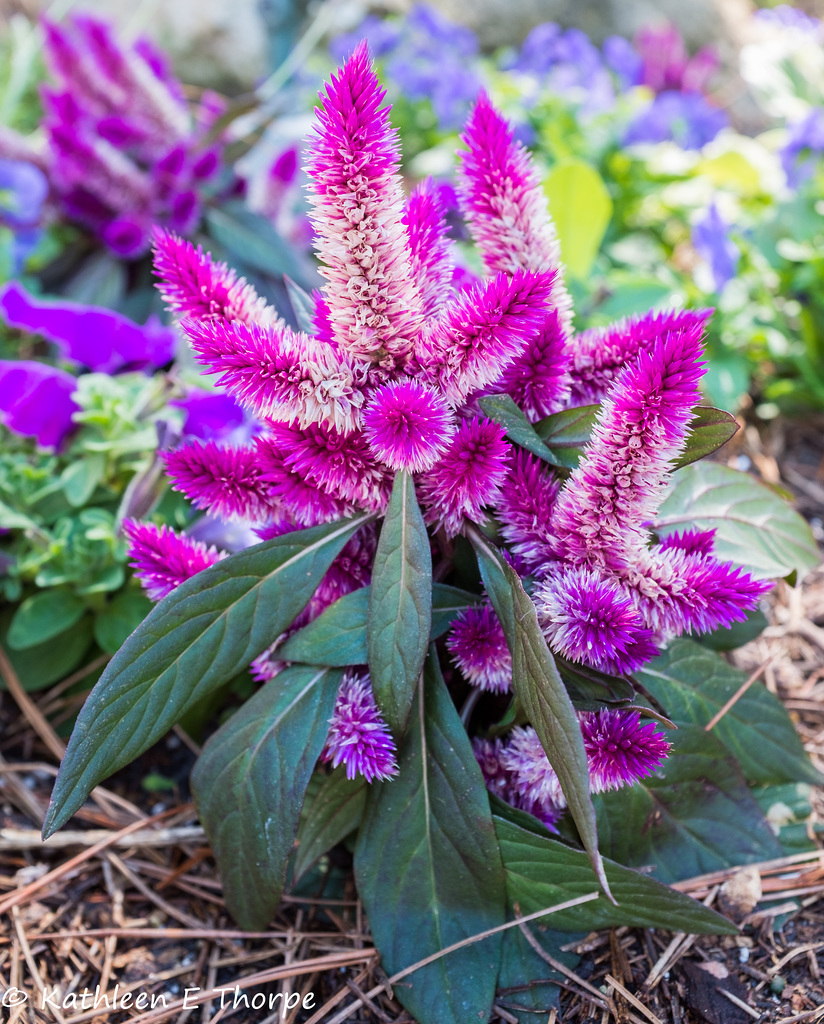 Epcot Purple Flamingo Cockscomb (celosia spicata) 030616-2