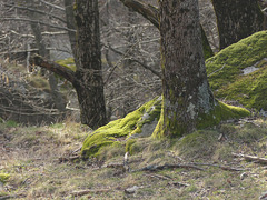 20190309 Rando solo Chalet de l'Aigle (Lozere) (13)