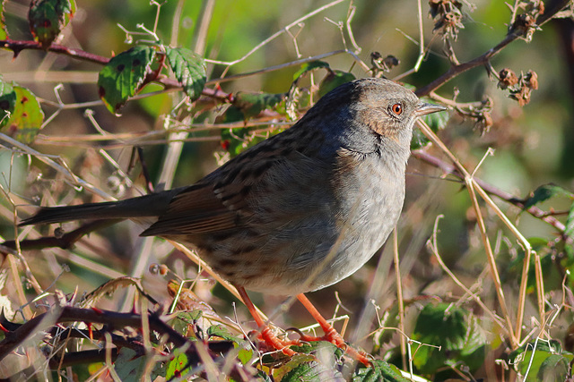 EOS 90D Peter Harriman 11 11 16 01620 dunnock dpp